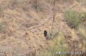 Two Tigers Attack a Sloth Bear, But the Bear Scares Them Off with Textbook-Level Retreat