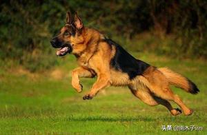 German Shepherds: What People 'Dislike' About Them – Experienced Owners Understand
