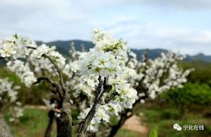 China's Green Paradise: Witness the Blooming Lilacs of Ninghua!