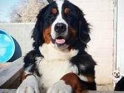 The 5 Most Expensive Dog Breeds in the World - Not Just the Price, But Also Grooming and Medical Costs, Have You Seen Any?