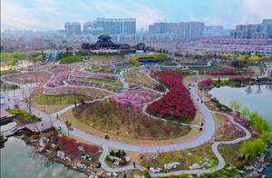 Aerial Footage of Pizhou Peach Blossom Island - Peach Blossoms Bloom in March
