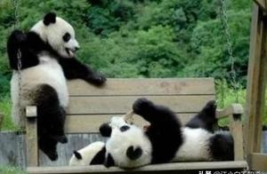 Unable to Rent Pandas, So India Builds Its Own? Netizens Say It's Amazing!