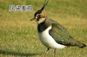 China Statistics: 24 Species of Lapwings Shared for Appreciation and Identification