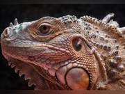 What kind of boyfriend does she want? A huge Komodo dragon in the US can reproduce asexually.