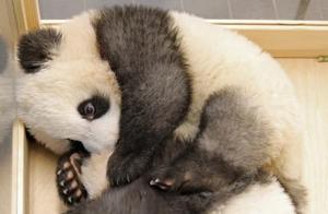 New Giant Panda Twins Under Examination at Berlin Zoo - Eating Bamboo and Being Cute
