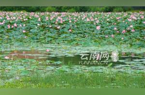 Spatula-billed Stork Spotted in Longling Mengnuo Wetland