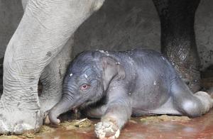 New Elephant Calf Born in China!