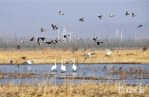 Haiwai, Hebei: Migratory Birds Dance with the Spring at Official Town Reservoir
