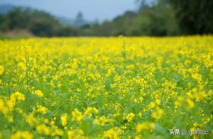Spring in Zhangzhou: Lotus Lake Park, a Golden Sea of Oilseed Rape and a Field of Hibiscus Flowers