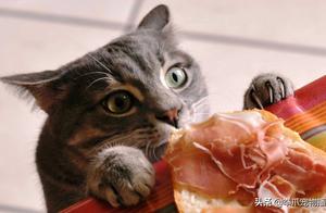 Cat Caught Stealing Cake Roars in Fury: 'Let Me Go, I Still Want to Eat!'