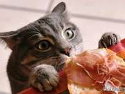 Cat Caught Stealing Cake Refuses to Stop: 'Let Me Go, I Still Want to Eat!'