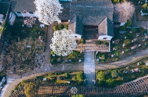 Spring Suzhou Liu Yuan: Yulan Trees and Tea Blossoms Compete in Splendor!