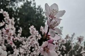 Peach Blossoms Red on Wucun Ridge