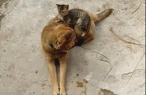 The cat sits on the dog, getting along harmoniously, the lonely dog is in full bloom.