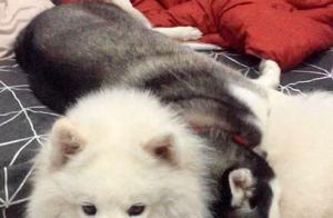 A Dog's Ear Falls Out of the Bucket During Laundry, Shocking the Owner - The Culprit Was a Husky!