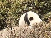 Giant Panda 'Visits' Sichuan Village Twice