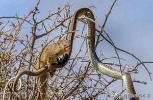 Toxic Tree Snake vs. Meerkat, Snake Realizes Its Overconfidence in the Next Second