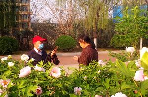 Today Luo Park Peonies Bloom, Visitors Come to Admire and Take Photos, Take You to See the National Flower for Free