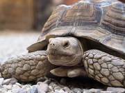 The Mystery of Turtle Longevity