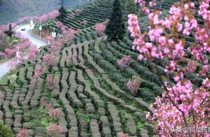Wow! Massive Cherry Blossom Bloom Surprises! This Most Beautiful Tea Garden Invites You to View Cherry Blossoms!