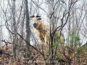 One of the Four Treasures of the Qinling Mountains (Pronghorn Antelope) Appears in Chang’an Village