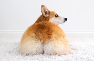 Baker Recreates Corgi Butt Bread, Too Cute to Eat