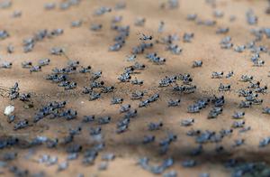 Black Larvae! Desert Locusts Emerge in East Africa and South Asia, China to Dispatch Work Group to East Africa