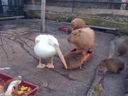 Pelican Tried to Swallow a Capybara Because It Was Too Fat; Capybara: "It's a Great Massage!"