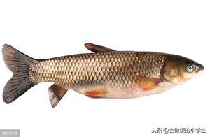 Eat Fish, Strong Fishy Smell! Learn 5 Clever Tricks to Make Fish Meat Tender and Flavorful