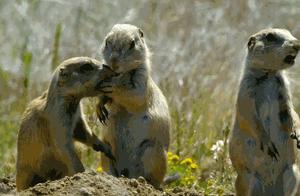 Do Animals Need Opposite Sex Partners to Reproduce? Not Always, 8 Animals Completed Reproduction by Themselves