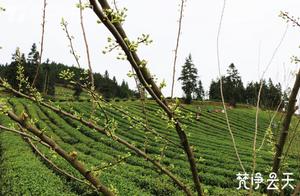 Jiangkou: Spring Breeze Brings Warmth, Tea Picking is Busy