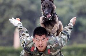Why Do People Ignore Breeding Bans and Still Want to Keep a ‘War Dog’? Perhaps Because of These 6 Points