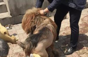 Trained Tibetan Mastiff Refuses to Be Shaved, Man Seeks Help from Friends, Almost Cries at the Result
