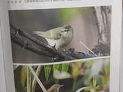 Yellow River Delta Birds – Azure-winged Warbler