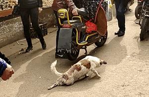 Man Sees Crippled Stray Dog and Attempts to Help, but is Stopped by Passerby