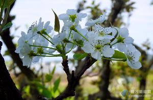 Hundred Acre Pear Orchard, Ten Thousand Pear Trees in Bloom: A Sea of White Blossoms, a Perfect Season