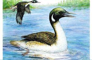 Home Museum Tour – Get to Know This ‘Gansu Bird’