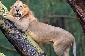 Did It Fall Down Again? Lion Attempts to Kill a Water Buffalo, But Chased to a Tree by Nearly 100 Buffalo