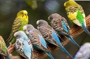 Most Common Pet Bird Worldwide: Large Parrot Groups Pass Through Their Native Australian Flock
