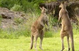 Could a Stand-Up Fighter Defeat a Kangaroo? Here's What Internet Users Said