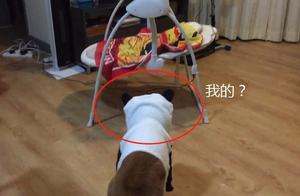 Dad Bought a Rocking Bed for His Son, Shiba Inu Mistook It for Their Own, Netizens: Enjoyment Level is Amazing