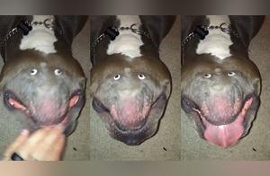 Owner Messes Up Dog, 'Cute' French Bulldog Turns into a 'Deep-Sea Monster'! Netizens: It Was Reversed!