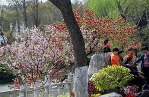 Nanjing's Spring Sunshine, Mo Chou Garden Park Presents the Most Beautiful Peony Sea