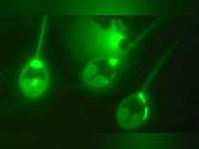 Scientists Discover the First Animal That Doesn't Breathe Oxygen or a Breakthrough in the Exploration of Extraterrestrial Life