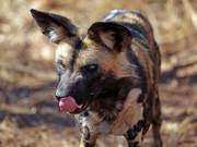 Blizzard Attacks UK Wildlife Park, African Wild Dogs Escape, Killing 16 Animals