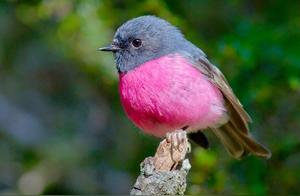 Gorgeous Rose Robin (Rose Robin), but Their English Name is Absolutely Romantic