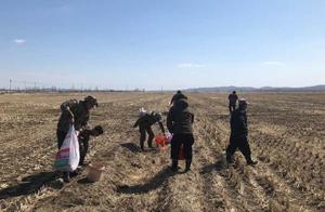 Hunchun City Forestry Bureau's Animal Protection Patrol Team Strengthens Patrol Protection of Migratory Birds, Treating Over 30 White-necked Geese