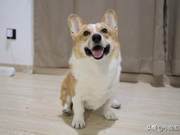 How to Choose Dog Food: My Practical Sharing, and You’ll Find It’s Not Difficult After Reading!