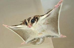 Small Flying Squirrel (Pteromys volans)
