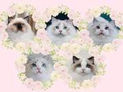 科普贴|什么是正规猫舍？